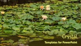  Presentation with green leaves - Presentation design having calm-pond-covered-with-green background and a tawny brown colored foreground