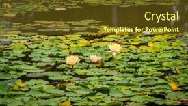  Presentation with green leaves - PPT layouts with calm-pond-covered-with-green background and a tawny brown colored foreground