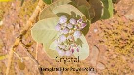  Presentation with region - Beautiful PPT theme featuring calotropis-procera-asclepiadaceae-in-south backdrop and a coral colored foreground