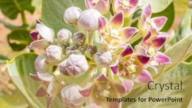  Presentation with region - Amazing PPT theme having calotropis-procera-asclepiadaceae-in-south backdrop and a yellow colored foreground