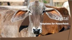  Presentation with confined - Cool new theme with calves-of-brazilian-breeds-confined backdrop and a tawny brown colored foreground
