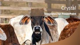  Presentation with confined - Amazing slide deck having calves-of-brazilian-breeds-confined backdrop and a coral colored foreground