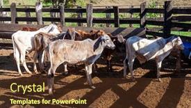  Presentation with confined - PPT theme consisting of calves-of-brazilian-breeds-confined background and a tawny brown colored foreground