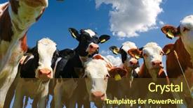  Presentation with cow - Beautiful presentation theme featuring calves on the field backdrop and a tawny brown colored foreground