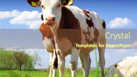  Presentation with field of lavendar - Presentation theme consisting of calves on the field background and a tawny brown colored foreground