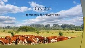  Presentation with field - Audience pleasing theme consisting of calves-on-the-field backdrop and a light blue colored foreground