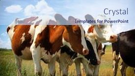  Presentation with field - Slides consisting of calves-on-the-field background and a sky blue colored foreground