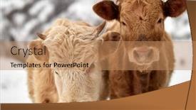  Presentation with romania - Cool new slide deck with calf - calves outdoor in winter dobrogea backdrop and a coral colored foreground