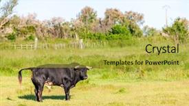  Presentation with rouen haute normandy france - Slide set consisting of camargue provence france background and a yellow colored foreground