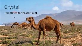  Presentation with adventure - Slide deck consisting of camel-and-paraglider-in-morocco background and a light blue colored foreground