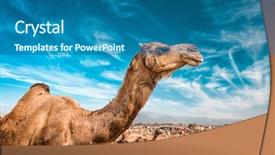  Presentation with livestock - Slide set with camel at pushkar mela - famous background and a ocean colored foreground