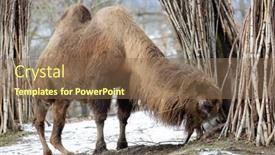  Presentation with czech republic - Slide deck featuring camel-at-winter-zoo-brno background and a violet colored foreground