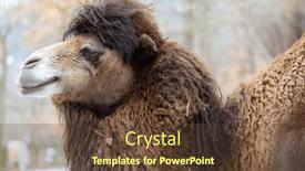  Presentation with czech republic - Presentation featuring camel-at-winter-zoo-brno background and a  colored foreground