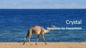  Presentation with camel - Beautiful slides featuring camel beside the red sea backdrop and a ocean colored foreground