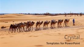 Presentation with camel caravan - Presentation featuring camel-caravan-in-sahara-desert background and a coral colored foreground