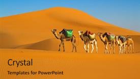  Presentation with camel caravan - Cool new presentation with camel caravan moving in sahara backdrop and a gold colored foreground