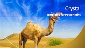  Presentation with landscape desert - Beautiful theme featuring camel desert landscape adventure background backdrop and a cobalt blue colored foreground