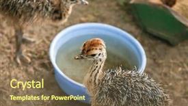  Presentation with farm - Audience pleasing theme consisting of camel drinking - adorable baby ostriches on farm backdrop and a violet colored foreground