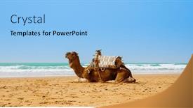  Presentation with camel - Theme consisting of camel-dromadery-on-the-beach background and a light blue colored foreground