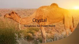  Presentation with camel - Slide set enhanced with camel eating plant in desert india background and a gold colored foreground