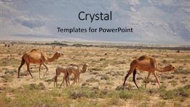  Presentation with camel caravan egypt - Audience pleasing presentation theme consisting of camel family backdrop and a light gray colored foreground