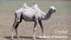  Presentation with camel - PPT layouts with camel-graze-in-the-stone background and a gray colored foreground