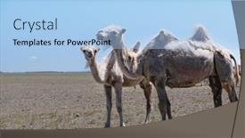  Presentation with mongolia - PPT theme having camel-graze-in-the-stone background and a light blue colored foreground