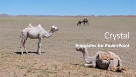  Presentation with camel - Cool new slide deck with camel-graze-in-the-stone backdrop and a gray colored foreground