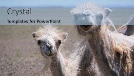  Presentation with camel - Presentation design having camel-graze-in-the-stone background and a light blue colored foreground