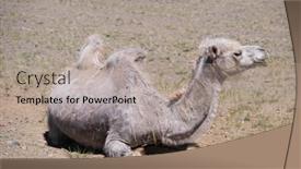  Presentation with mongolia - Slide deck having camel-graze-in-the-stone background and a coral colored foreground