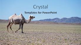  Presentation with camel - PPT layouts enhanced with camel-graze-in-the-stone background and a light blue colored foreground