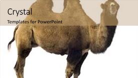  Presentation with camel - Cool new presentation with camel in front backdrop and a coral colored foreground