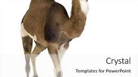  Presentation with camel - Beautiful PPT theme featuring camel in front of a white background backdrop and a white colored foreground