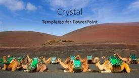  Presentation with camel - Presentation theme consisting of camel in lanzarote in timanfaya fire mountains at canary islands background and a light blue colored foreground