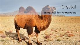  Presentation with mongolian - Beautiful presentation featuring camel in mongolian desert backdrop and a light blue colored foreground