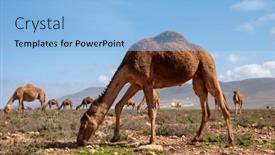  Presentation with camel - PPT theme having camel-in-moroccan-rural-landscape background and a light blue colored foreground