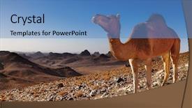  Presentation with sahara - Presentation theme enhanced with camel in sahara desert hoggar background and a teal colored foreground