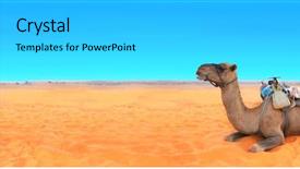  Presentation with sahara - Presentation theme featuring camel in sahara desert morocco background and a light gray colored foreground