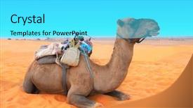  Presentation with camel - Amazing slide deck having camel in sahara desert morocco backdrop and a cyan colored foreground