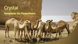  Presentation with camel in the thar desert - Beautiful presentation design featuring camel in sede boker desert backdrop and a tawny brown colored foreground