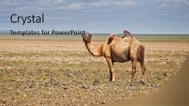  Presentation with mongolia - PPT layouts enhanced with camel in the gobi desert background and a light blue colored foreground
