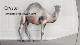  Presentation with problem solution idea concept 3d - Cool new PPT theme with camel in the room photocombination backdrop and a light gray colored foreground