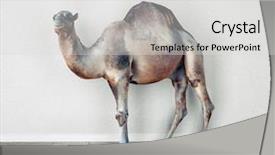  Presentation with camel - Slides with camel in the room photocombination background and a light gray colored foreground