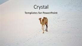  Presentation with white sand - Slide deck having camel in the white sand background and a  colored foreground