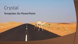  Presentation with camel - Cool new PPT layouts with camel-in-warm-desert backdrop and a light blue colored foreground