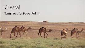 Presentation with camel - PPT theme consisting of camel-in-warm-desert background and a light gray colored foreground