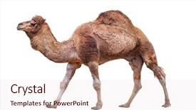  Presentation with camel - Colorful slide set enhanced with camel isolated on white backdrop and a lemonade colored foreground