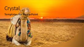  Presentation with camel - Colorful slide deck enhanced with camel lying down in egyptian backdrop and a gold colored foreground