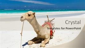  Presentation with kenya - Cool new presentation theme with camel on beautiful tropical beach in kenya africa backdrop and a soft green colored foreground