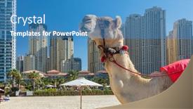  Presentation with marina - Presentation having camel-on-dubai-jumeirah-beach background and a teal colored foreground